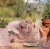 Zestaw-prezentowy-malego-ogrodnika-Fairy-Garden--Little-Dutch (5).webp
