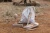 pol_pm_Little-Dutch-Zestaw-drewnianych-instrumentow-rozowy-Safari-Friends-FSC-6015_10.webp