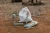 pol_pm_Little-Dutch-Zestaw-drewnianych-instrumentow-zielony-Safari-Friends-FSC-6016_12.webp