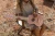 pol_pl_Little-Dutch-Drewniana-gitara-rozowa-Safari-Friends-FSC-6018_9.webp