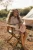 pol_pl_Little-Dutch-Drewniana-gitara-rozowa-Safari-Friends-FSC-6018_11.webp