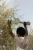 pol_pl_Little-Dutch-Drewniana-gitara-zielona-Safari-Friends-FSC-6019_8.webp