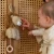 Pozytywka-Lew-Safari-Friends-GRS--Little-Dutch (3).webp