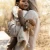 Przytulaczek-Lew-Safari-Friends--Little-Dutch (1).webp