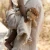 Przytulaczek-Lew-Safari-Friends--Little-Dutch (4).webp