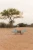 pol_pm_Little-Dutch-Drewniany-krokodyl-do-ciagniecia-Safari-Friends-6209_4.webp