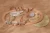 pol_pm_Little-Dutch-Pociag-z-torami-Safari-Friends-FSC-6211_11.webp