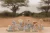 pol_pm_Little-Dutch-Zestaw-klockow-Safari-Friends-FSC-6214_4.webp