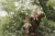 pol_pm_Little-Dutch-Lalka-wrozka-Mila-GRS-5785_3.webp