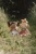 pol_pm_Little-Dutch-Lalka-wrozka-Mila-GRS-5785_7.webp